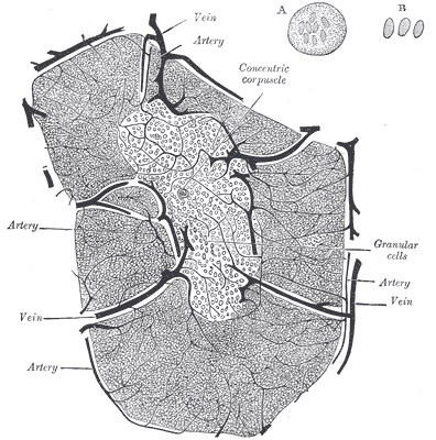 Silvia Fernández De Luna Anatomía Humana Glándula Timo